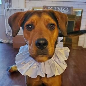 Meet your Posher, Allyson